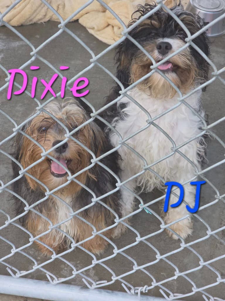 Dj - Cavalier King Charles Spaniel