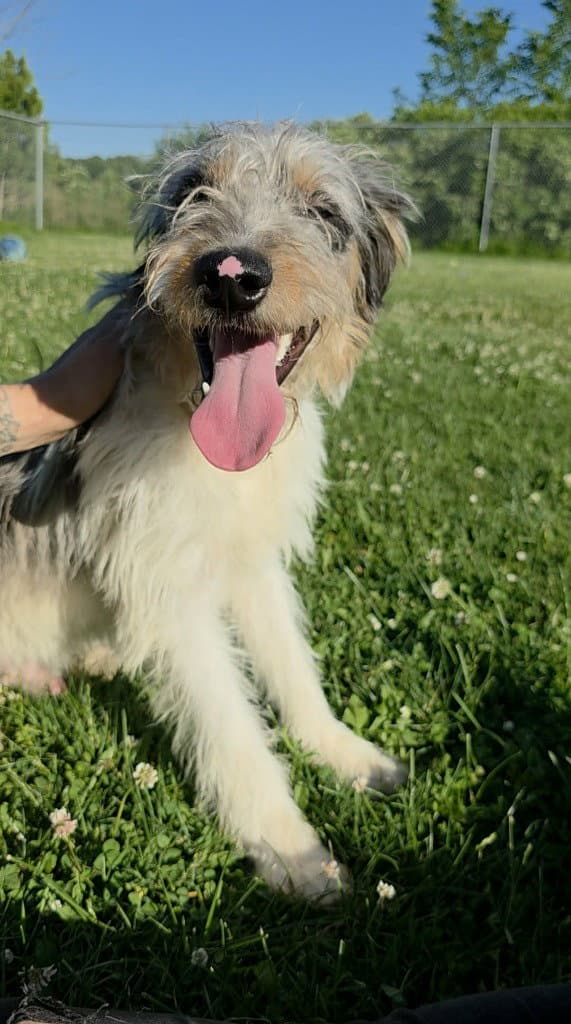 Peanut - Australian Shepherd