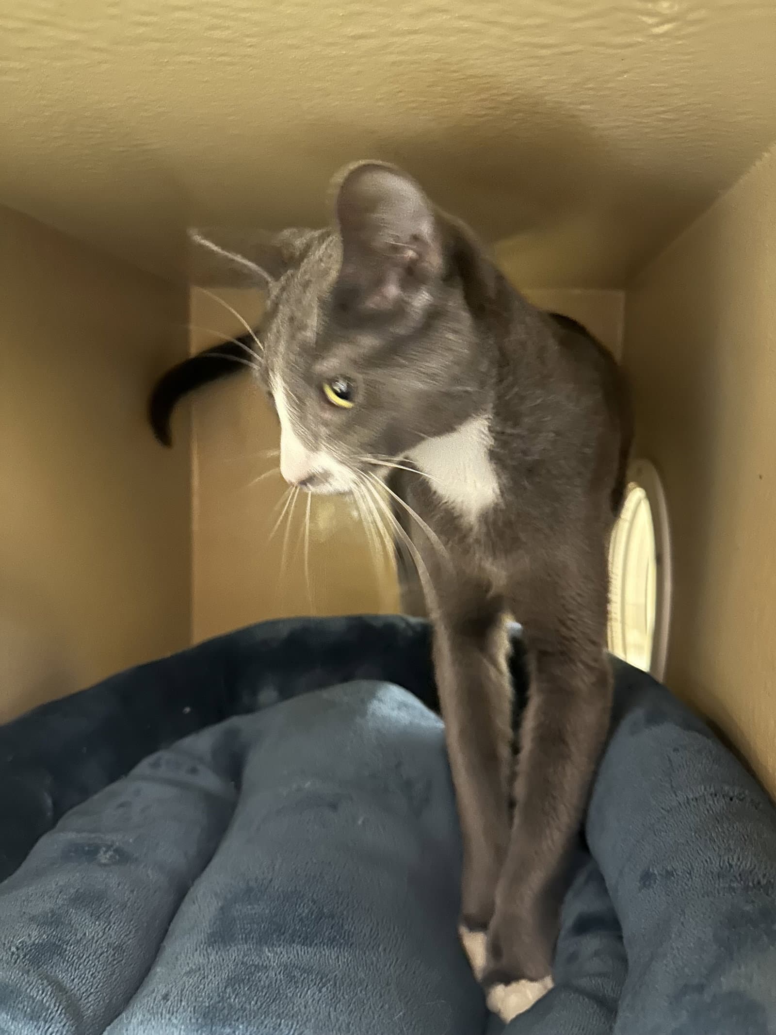 Julie - Domestic Short Hair