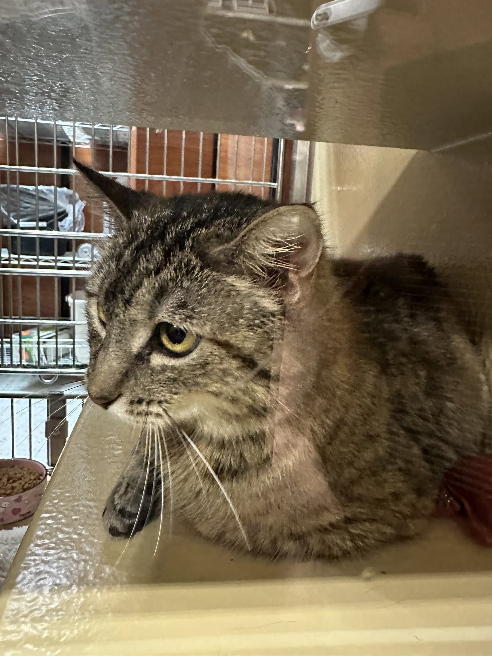 Karsyn - Domestic Short Hair