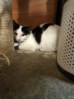 Domino image 1