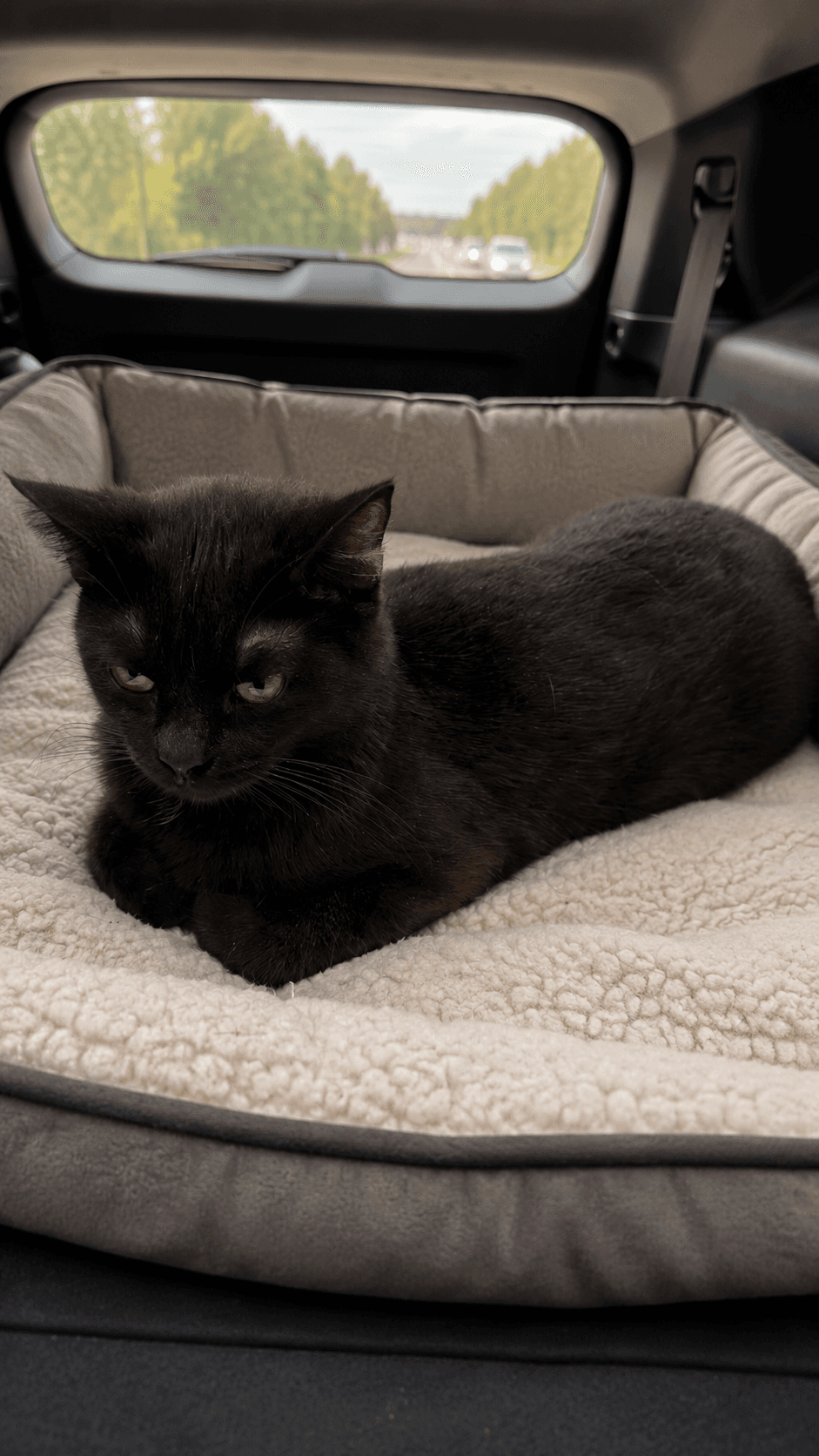 Gumball - Domestic Short Hair