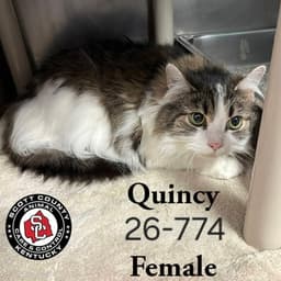 Quincy image 1