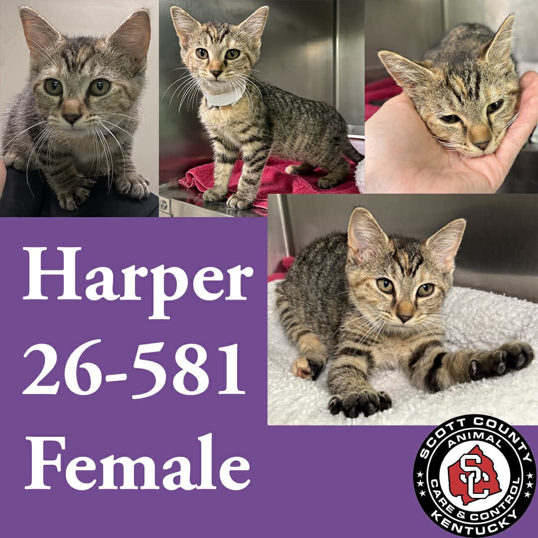 Harper - Domestic Short Hair