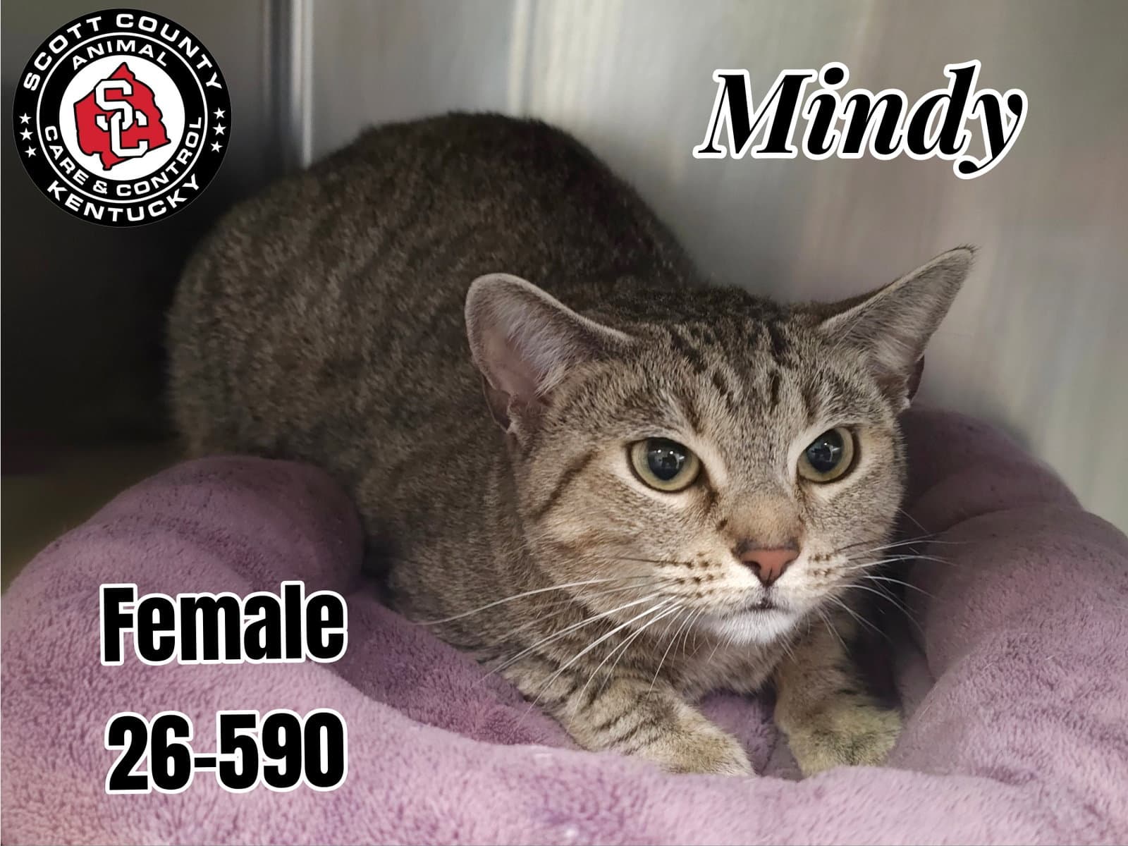 Mindy - Domestic Short Hair