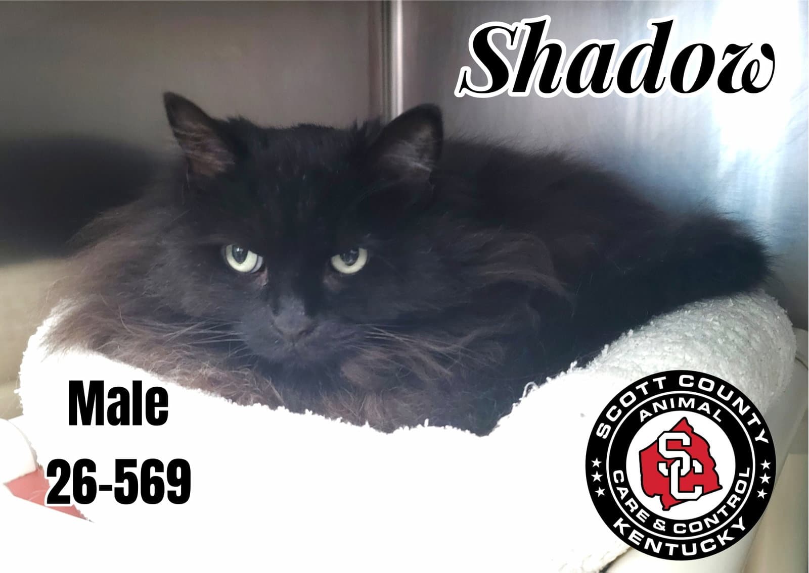 Shadow - Domestic Long Hair