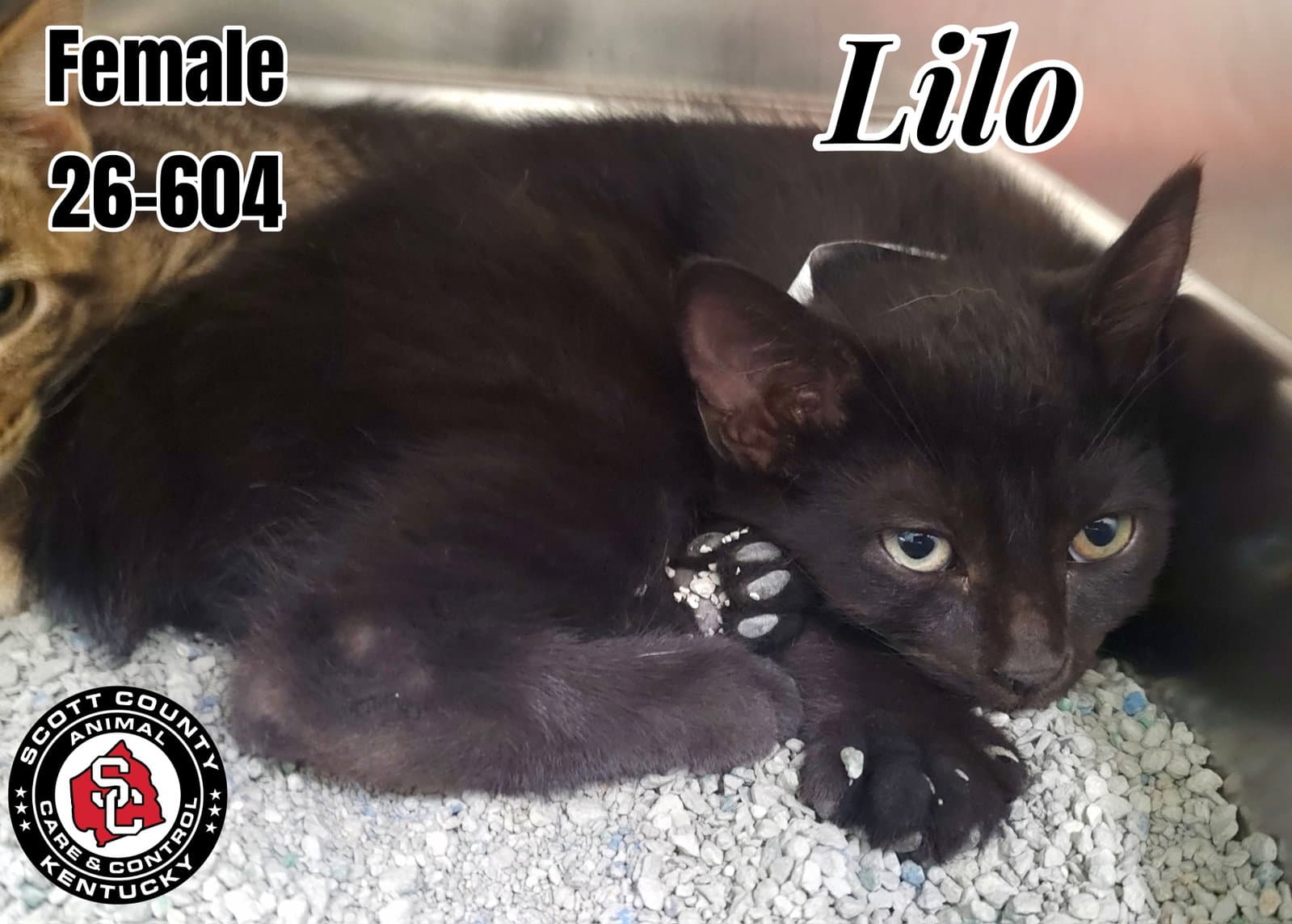 Lilo - Manx