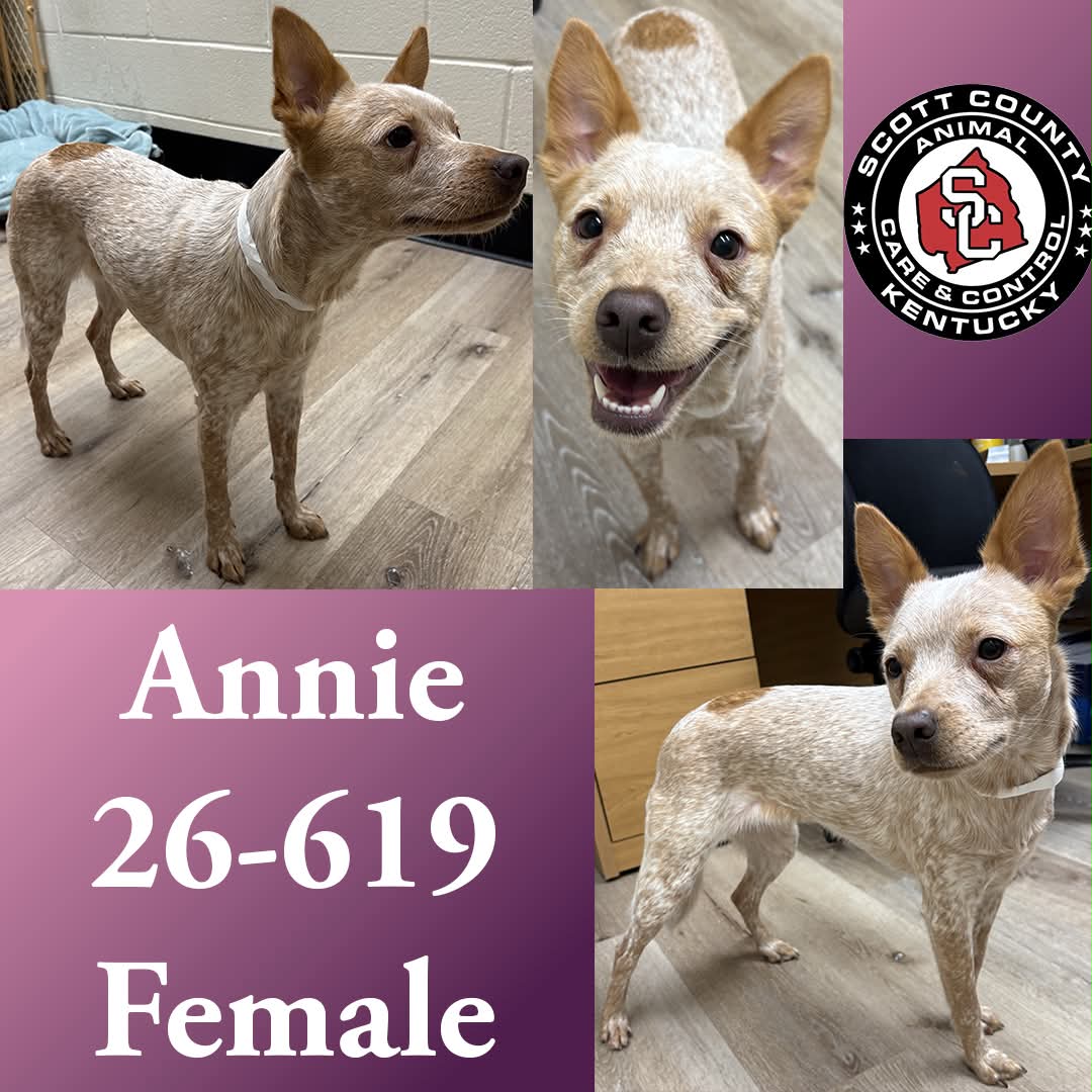 Annie - Cattle Dog