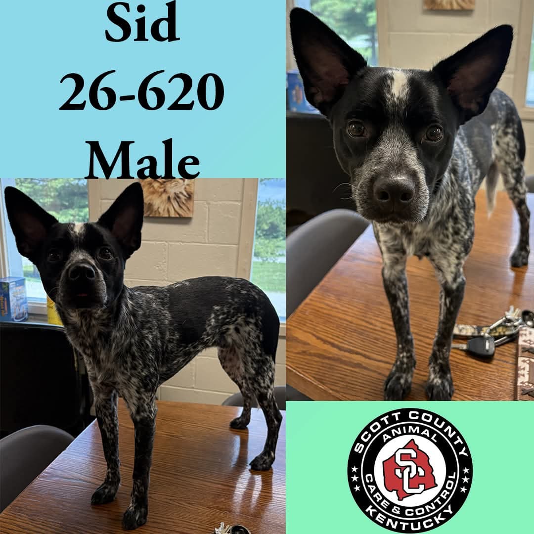 Sid - Cattle Dog