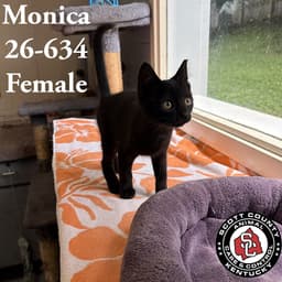 Monica image 1