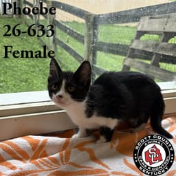 Pheobe image 1