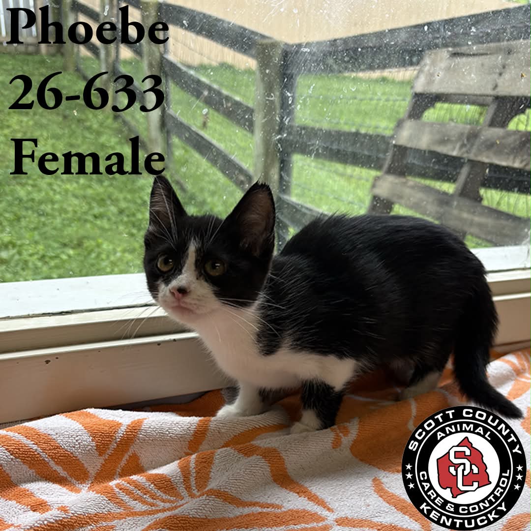 Pheobe - Domestic Short Hair