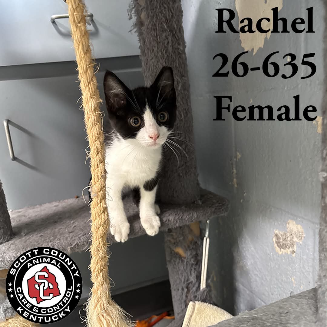 Rachel - Domestic Short Hair