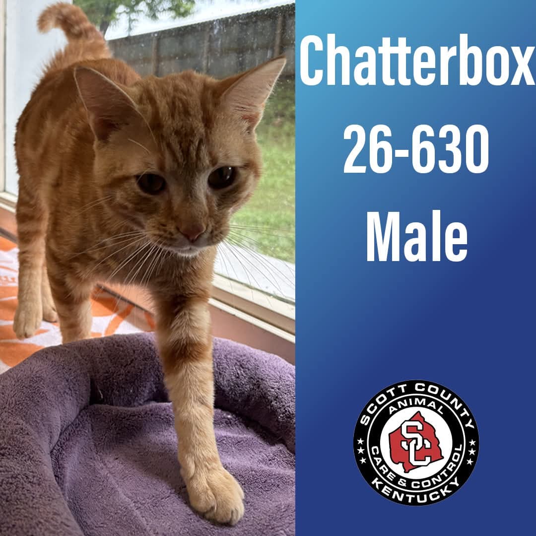 Chatterbox - Domestic Short Hair