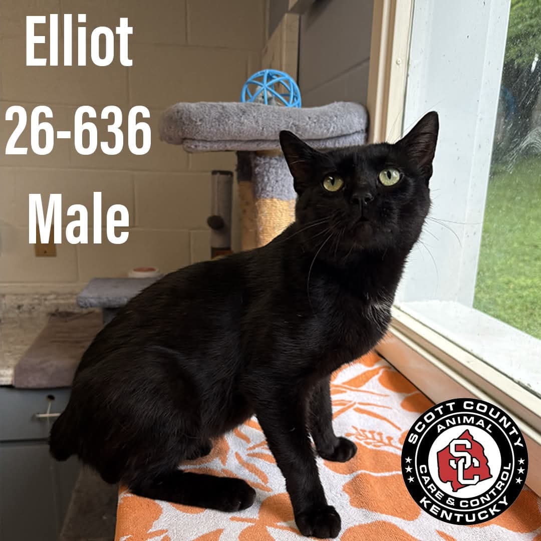 Elliot - Domestic Short Hair