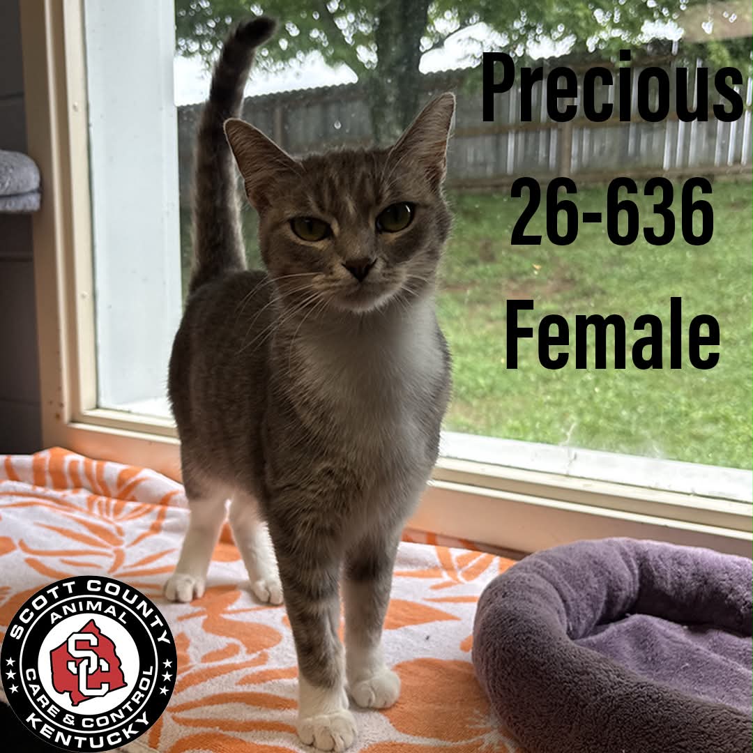 Precious - Domestic Short Hair