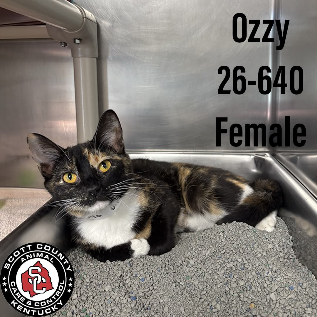 Ozzy - Domestic Short Hair