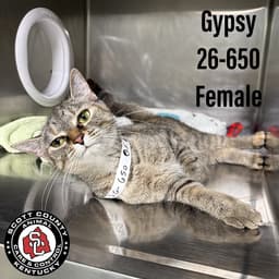 Gypsy image 1