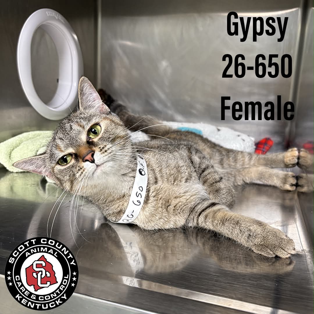 Gypsy - Domestic Short Hair