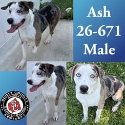 Ash image 1
