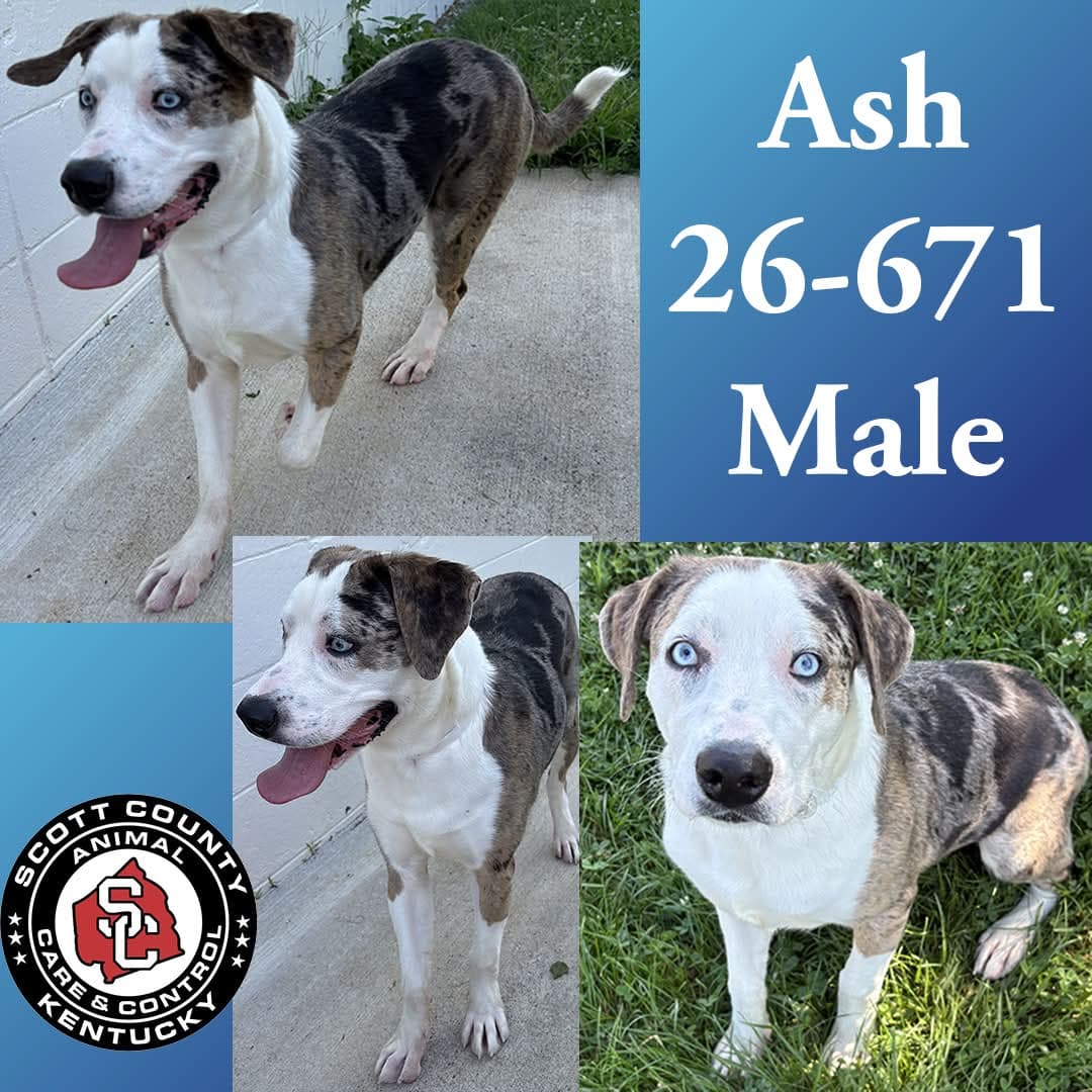 Ash - Catahoula Leopard Dog