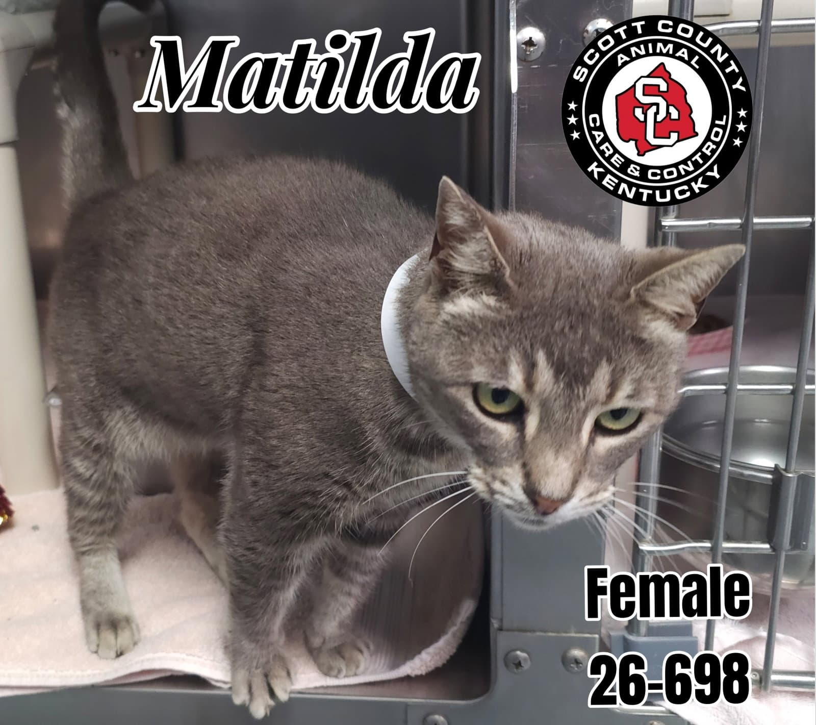 Matilda - Domestic Short Hair