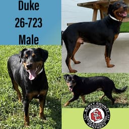 Duke image 1
