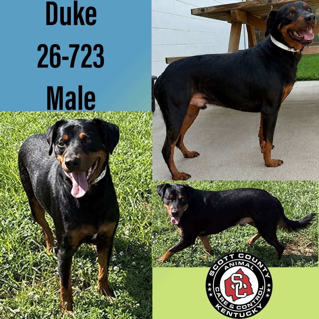 Duke - Doberman Pinscher