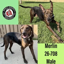 Merlin image 1