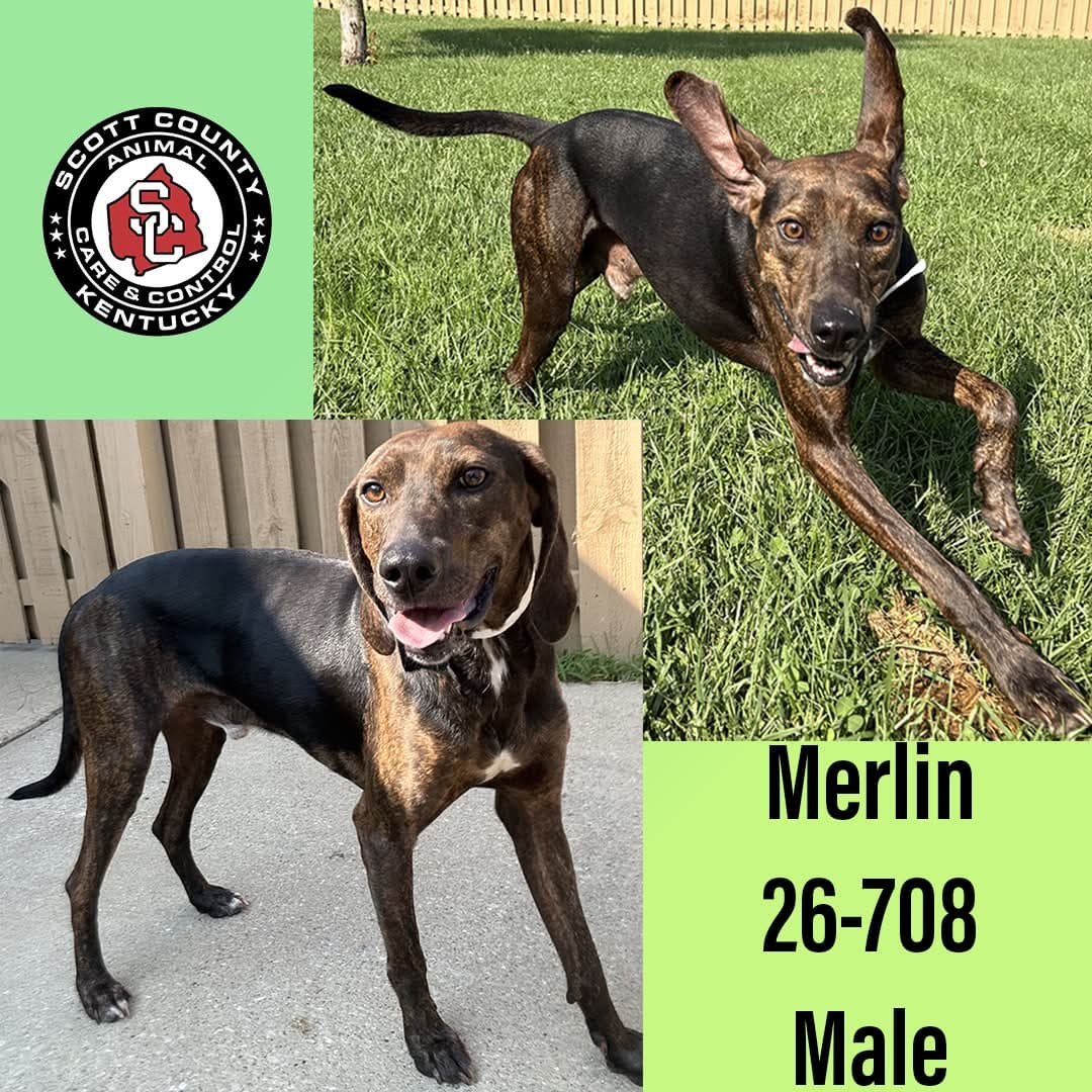 Merlin - Plott Hound