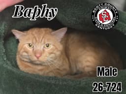 Baphy image 1