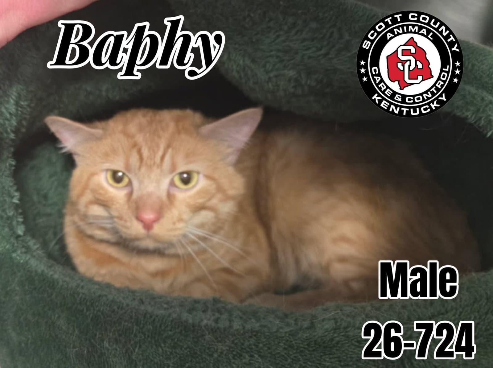Baphy - Domestic Short Hair