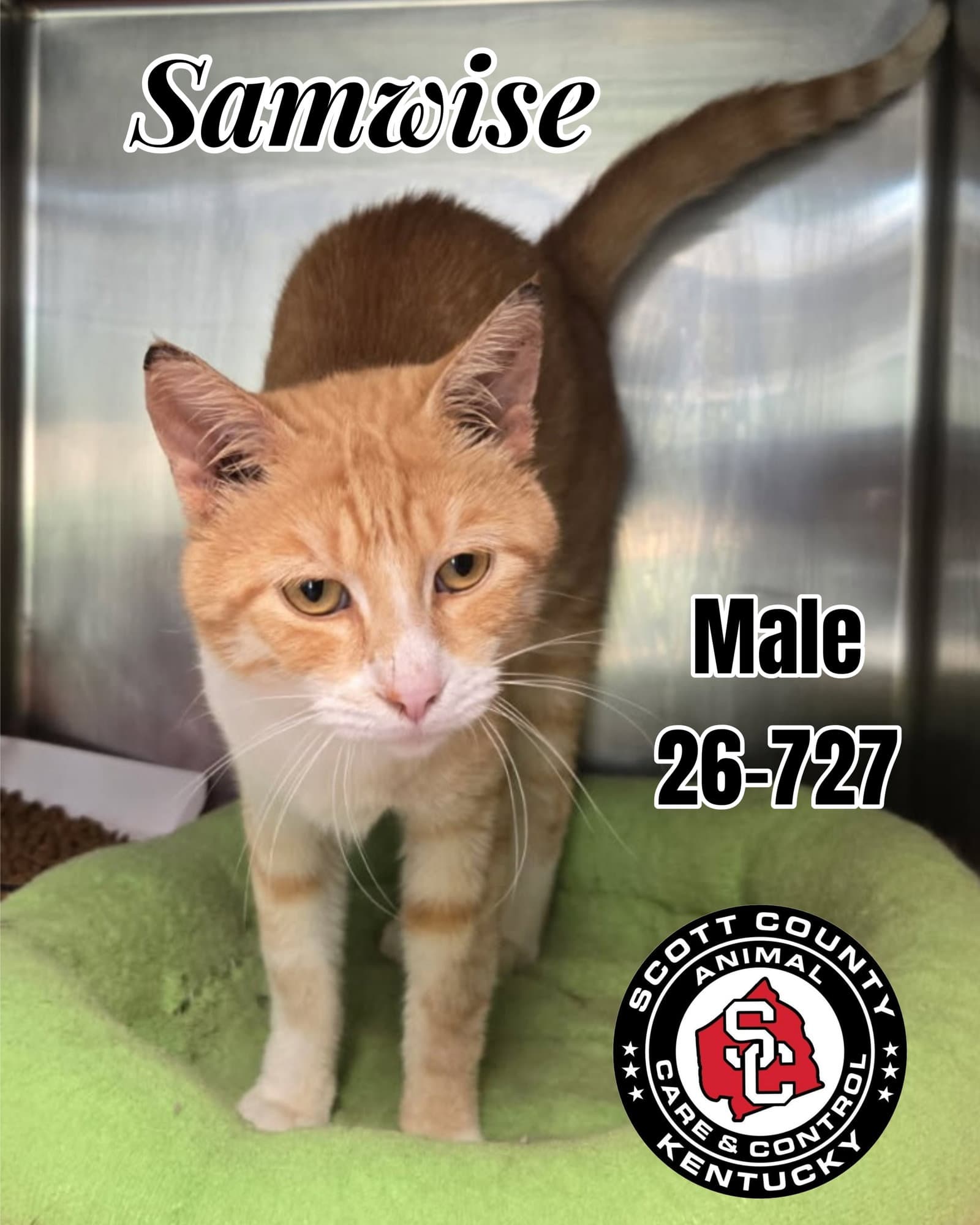 Samwise - Domestic Short Hair