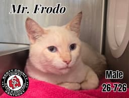 Mr Frodo image 1