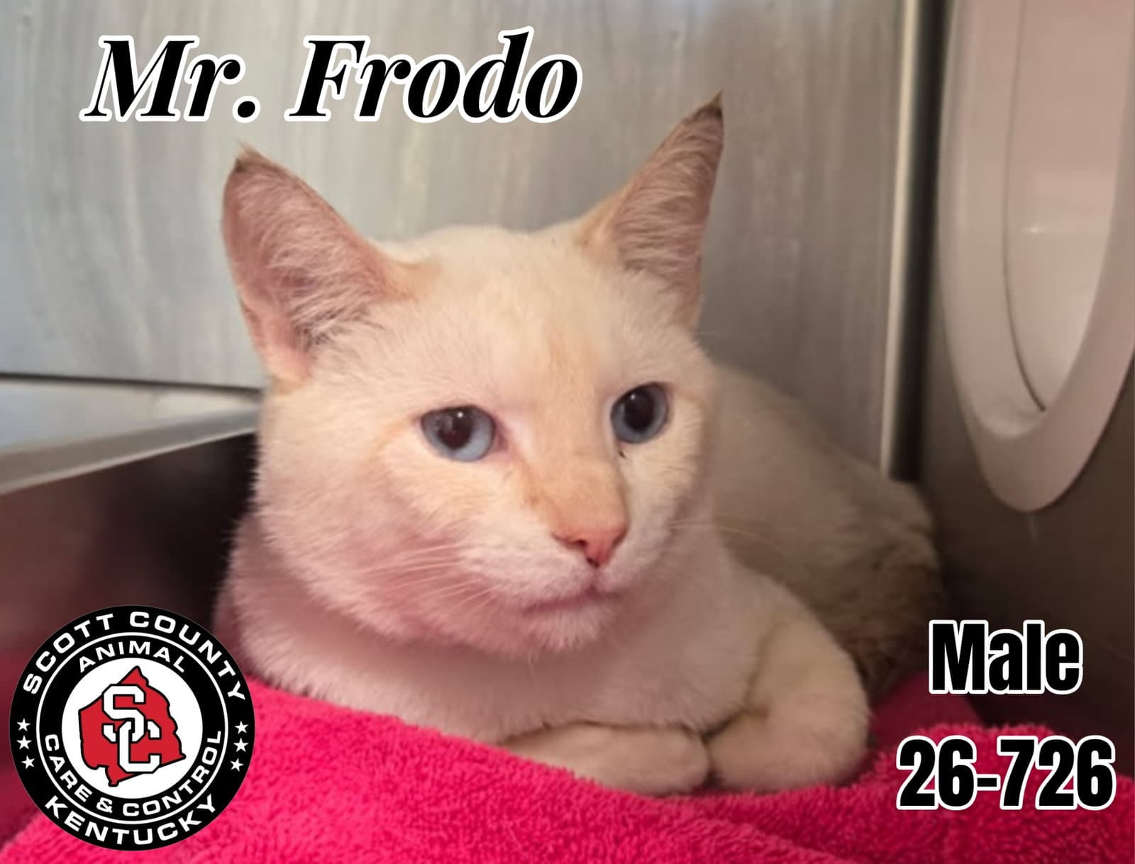 Mr Frodo - Domestic Short Hair