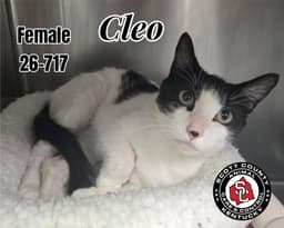 Cleo image 1