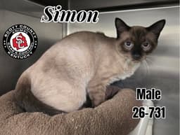 Simon image 1