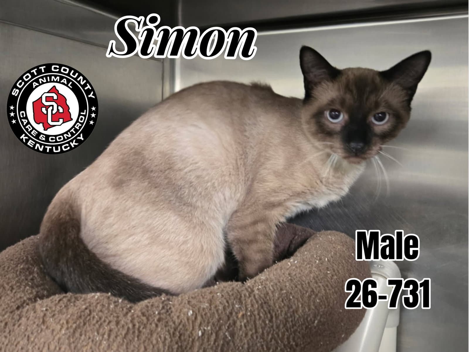 Simon - Siamese