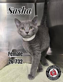 Sasha image 1