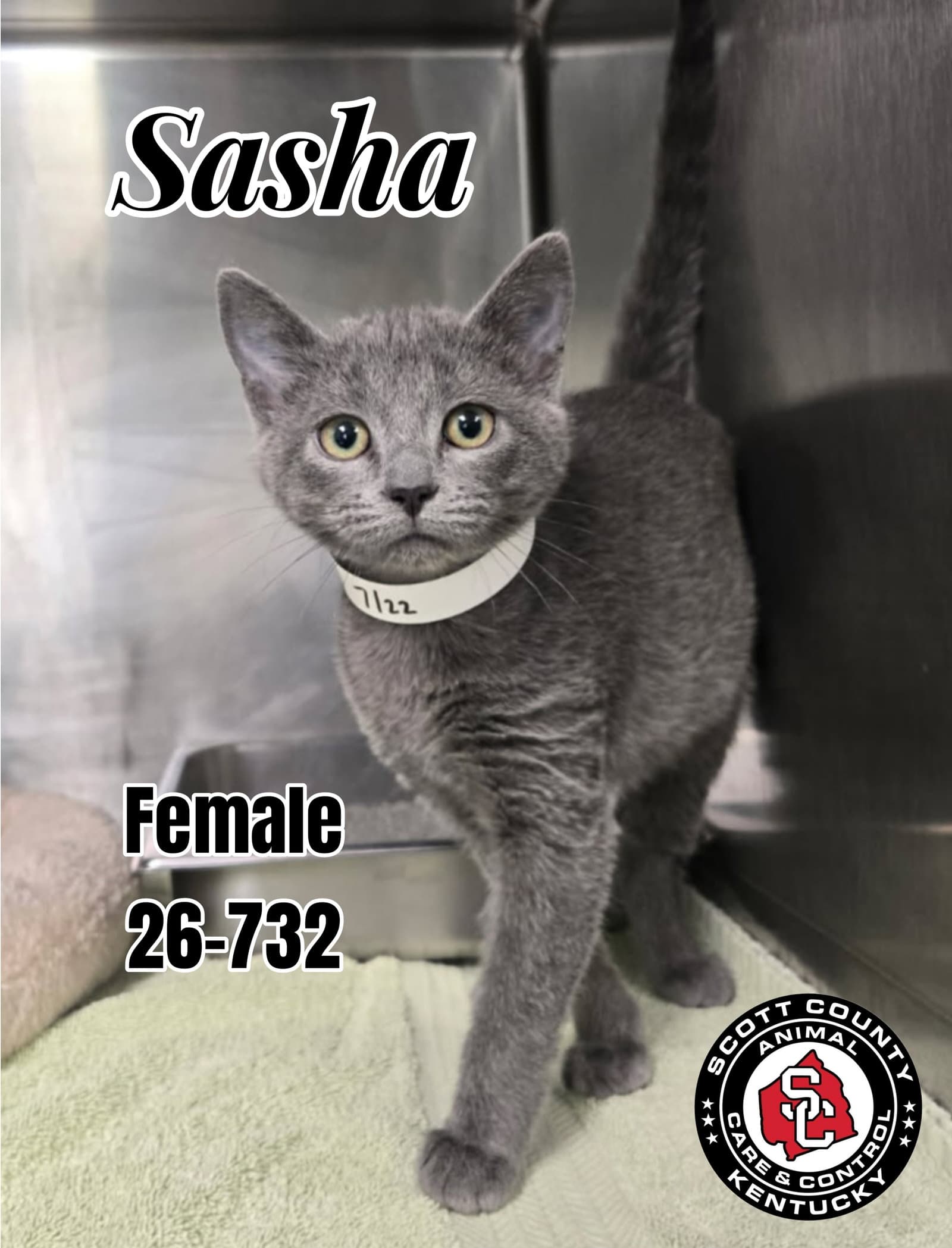 Sasha - Domestic Short Hair