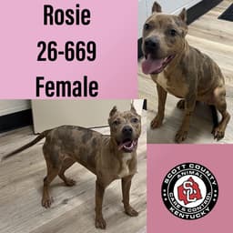 Rosie image 1