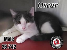 Oscar image 1