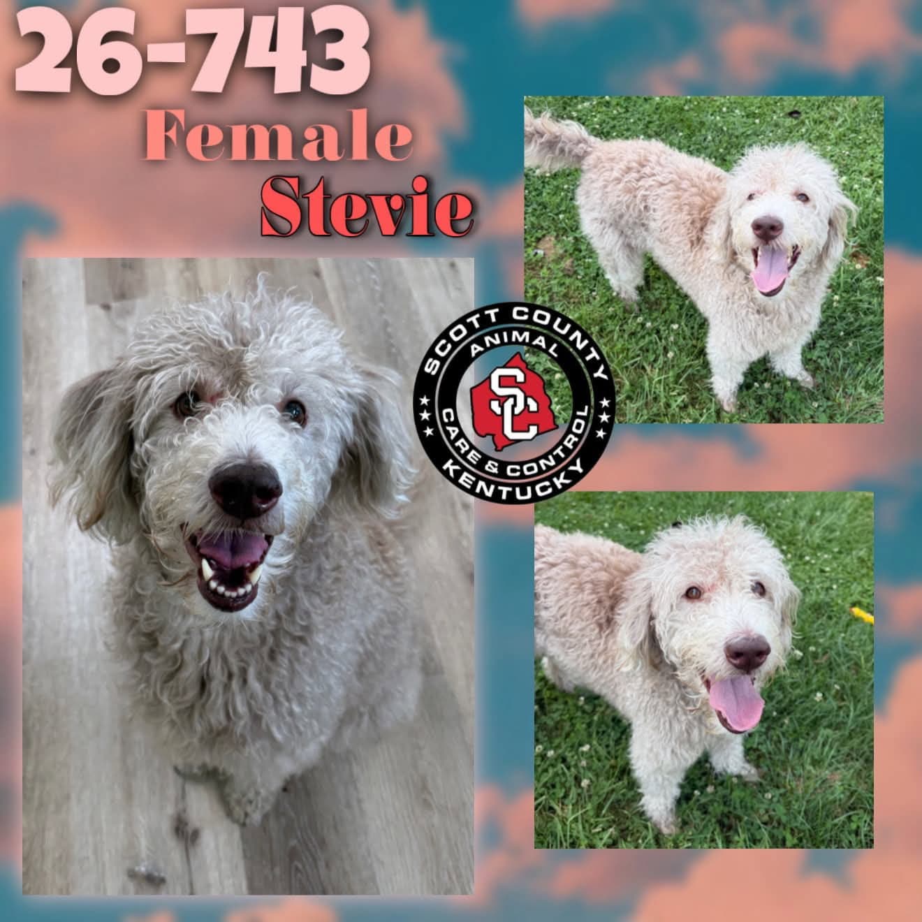 Stevie - Labrador Retriever