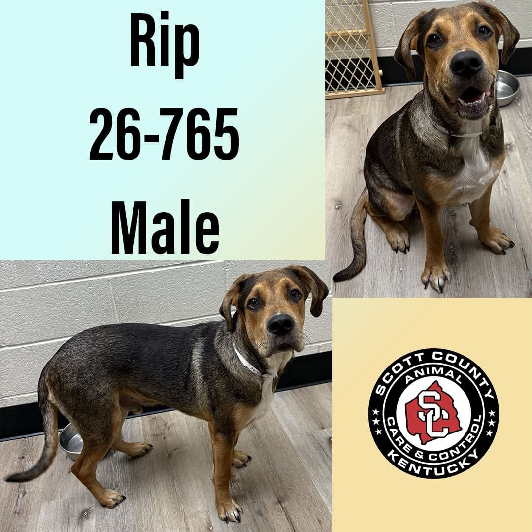 Rip - Rottweiler