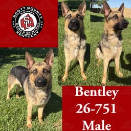 Bentley image 1