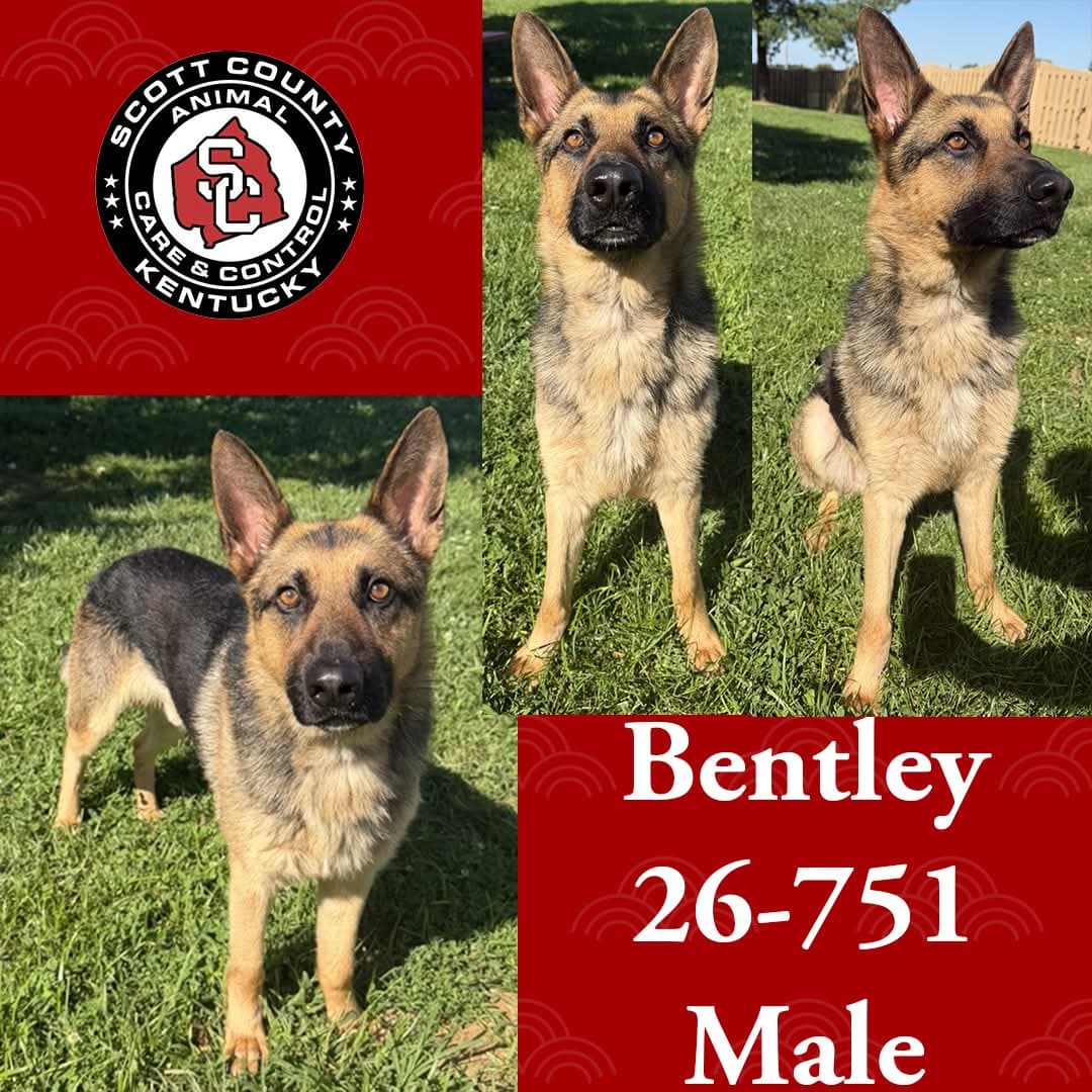 Bentley - German Shepherd Dog