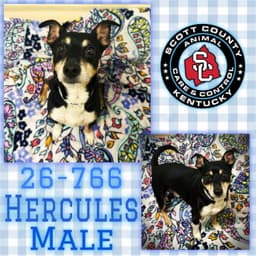 Hercules image 1