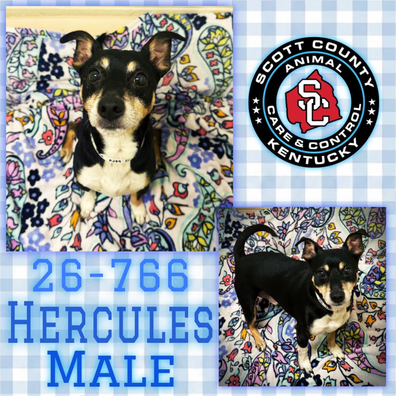 Hercules - Rat Terrier