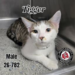 Tigger image 1