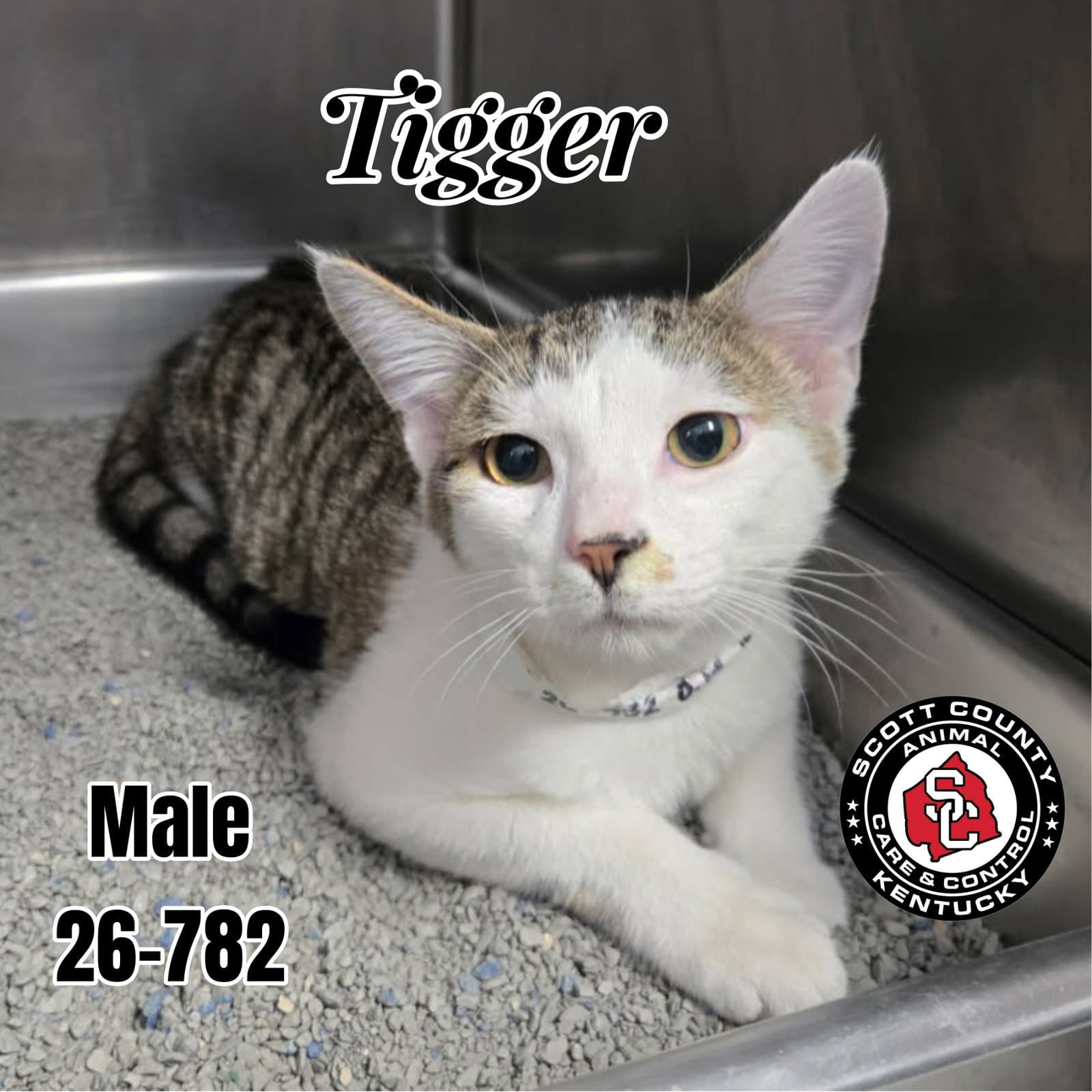 Tigger - Domestic Short Hair